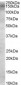 Goat Anti-AS160 / TBC1D4 Antibody