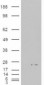 Goat Anti-ASC / TMS1 Antibody