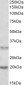 Goat Anti-ASRGL1 / ALP Antibody