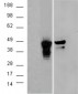 Goat Anti-Aurora kinase A / AURKA Antibody