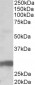 Goat Anti-B7-H4 Antibody