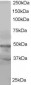 Goat Anti-BAF53A and BAF53B Antibody