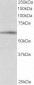 Goat Anti-BAIAP2 (isoform 1) Antibody