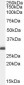 Goat Anti-BCAP31 / BAP31 Antibody