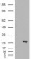 Goat Anti-BDH2 / DHRS6 (aa 60 to 71) Antibody