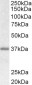 Goat Anti-Biglycan Preproprotein Antibody