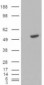 Goat Anti-BLNK / SLP-65 Antibody