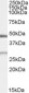 Goat Anti-BNIP1 Antibody