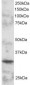 Goat Anti-BOB1 / OCAB / OBF1 Antibody