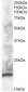 Goat Anti-CABP1 Antibody