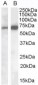 Goat Anti-CADM4 (C Terminus) Antibody