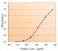 Goat Anti-Calnexin Antibody