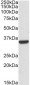 Goat Anti-Calponin 2 / CNN2 Antibody