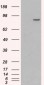 Goat Anti-Catenin alpha1 Antibody