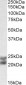 Goat Anti-Caveolin 1 Antibody