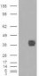 Goat Anti-CD32 / FCGR2B Antibody