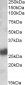 Goat Anti-CD90 / Thy1 Antibody