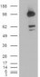 Goat Anti-CDCP1 (isoform 1: C term) Antibody