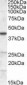 Goat Anti-CGI58 / ABHD5 Antibody