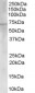 Goat Anti-Choline acetyltransferase Antibody