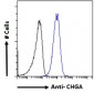 Goat Anti-Chromogranin A precursor Antibody