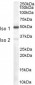 Goat Anti-Chromogranin A precursor Antibody