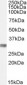 Goat Anti-CLIC4 Antibody