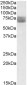 Goat Anti-CLN2 / TPP1 Antibody