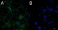 Goat Anti-CMG1 / CCDC2 / IFT74 Antibody