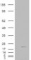 Goat Anti-Cofilin 2 (muscle) Antibody