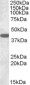 Goat Anti-Connexin 43 / GJA1 Antibody