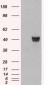 Goat Anti-Coronin 1 / TACO Antibody