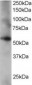 Goat Anti-Coronin 3 / coronin 1C Antibody