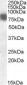 Goat Anti-Cortactin / EMS1 Antibody