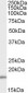 Goat Anti-COX4I1 & COX4I2 Antibody