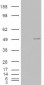 Goat Anti-CSNK1E Antibody