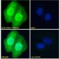 Goat Anti-CSX1 / NKX2-5 Antibody