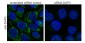 Goat Anti-DAP3 Antibody