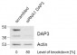 Goat Anti-DAP3 Antibody