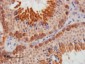 Goat Anti-DAZL Antibody