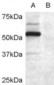 Goat Anti-DCDC2 Antibody