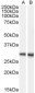 Goat Anti-Dcdc2a Antibody