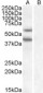 Goat Anti-DGAT2 Antibody