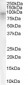 Goat Anti-Dipeptidylpeptidase 10 Antibody