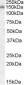 Goat Anti-DLG1 Antibody