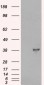 Goat Anti-DOK5 Antibody