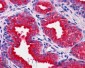 Goat Anti-DUSP1 Antibody