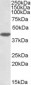 Goat Anti-DUSP1 Antibody