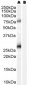 Goat Anti-EBAG9 / RCAS1 Antibody