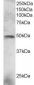 Goat Anti-ELF3 / ERT/ ESX Antibody